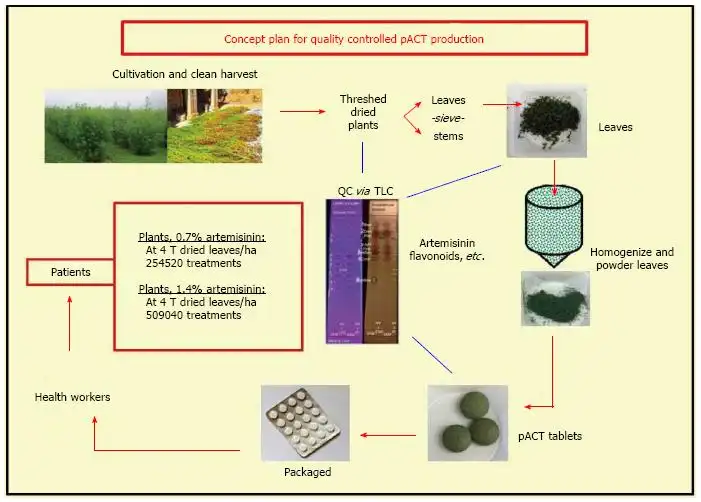 How is Artemisinin Powder Extracted?